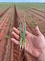 Agricultural Endeavors